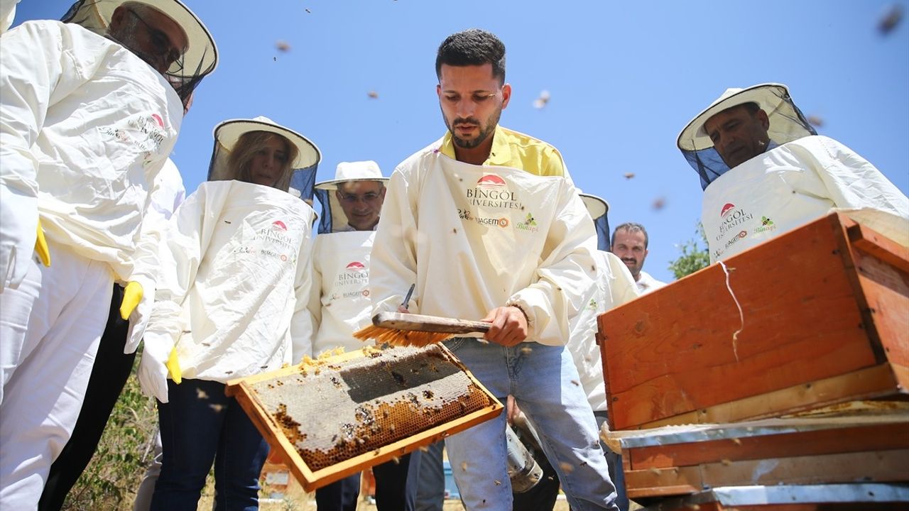 Bingöl Balında Hasat Sezonu Başladı