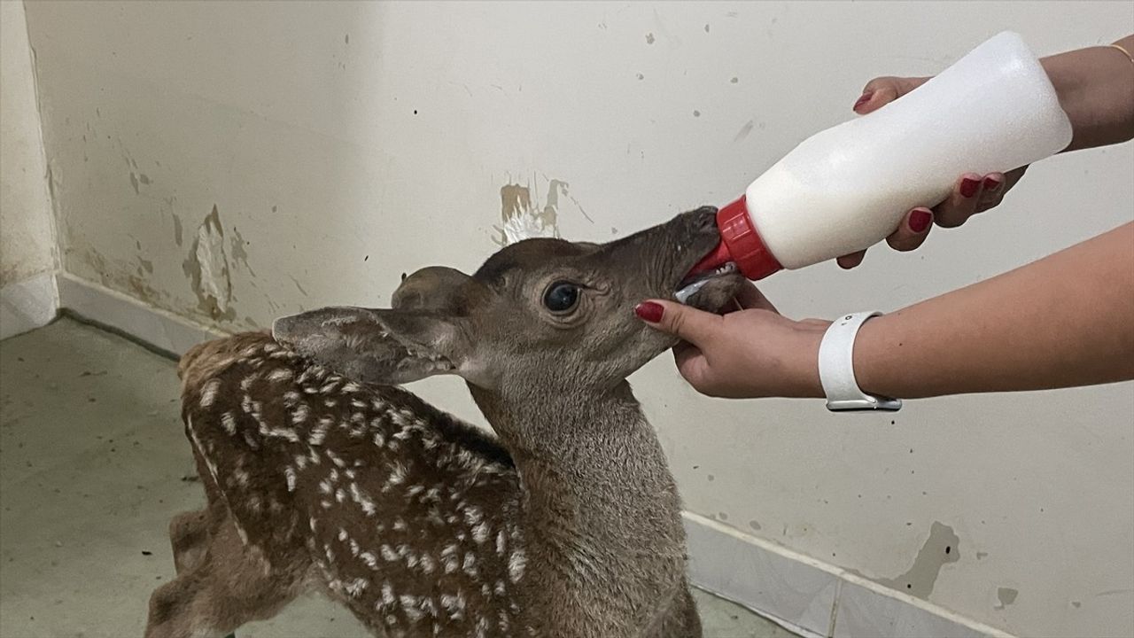 Bolu'da Yaralı Kızıl Geyik Yavrusuna Özenli Bakım