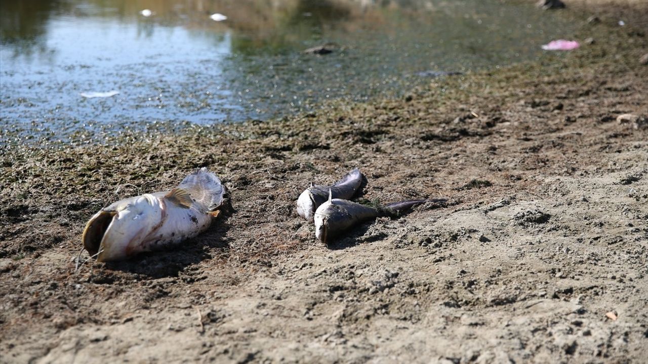 Edirne'de Kuraklık Balık Ölümlerine Neden Oldu