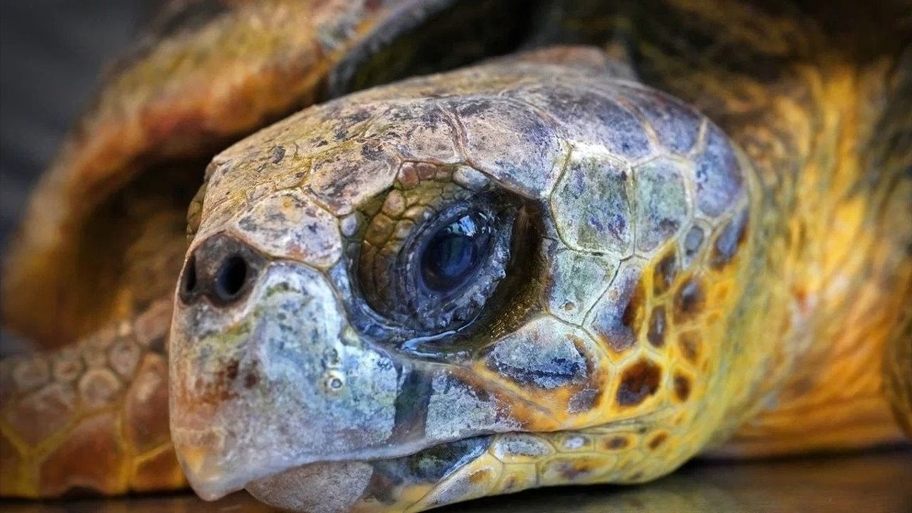 İzmir'de Kıyıya Vuran Caretta Caretta'nın Tedavisine Başlandı