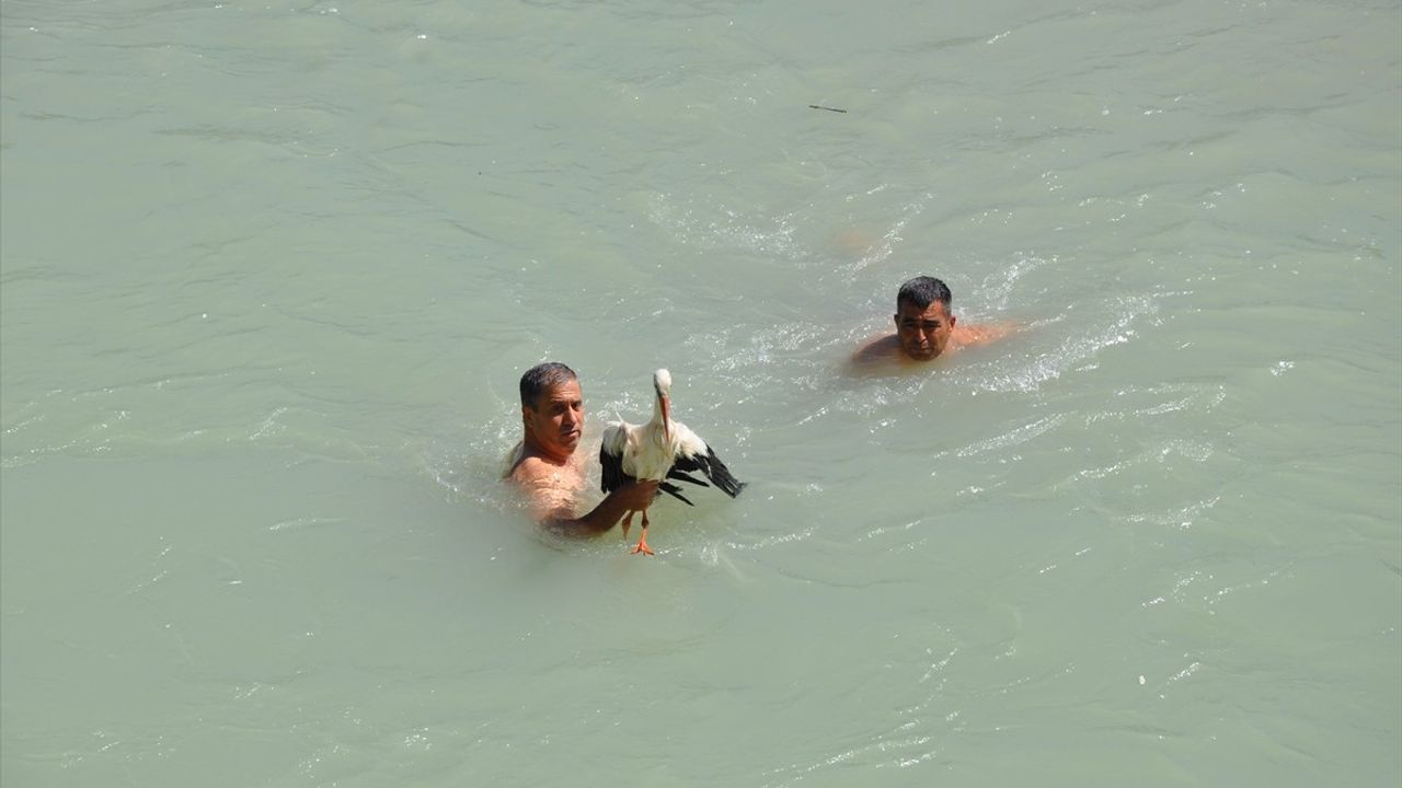 Mersin'de Yaralı Leylek Kurtarıldı