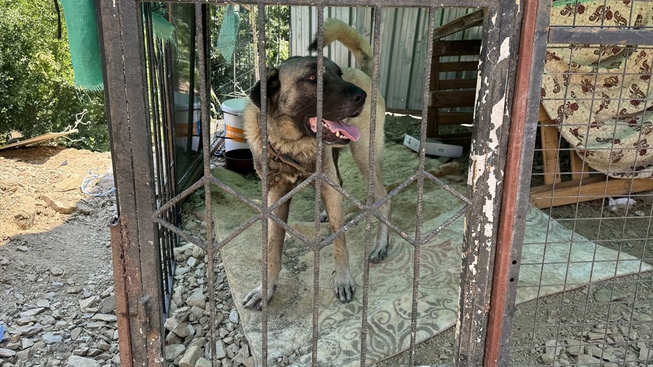 Alanya'da Kangal Köpeği Çocuğu Isırdı