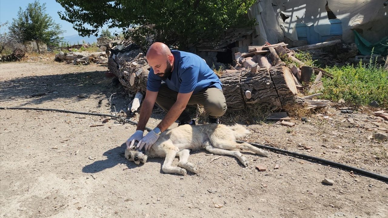 Amasya'da Bağlı Kamyonetin Peşinde Sürüklenen Köpek Kurtarıldı