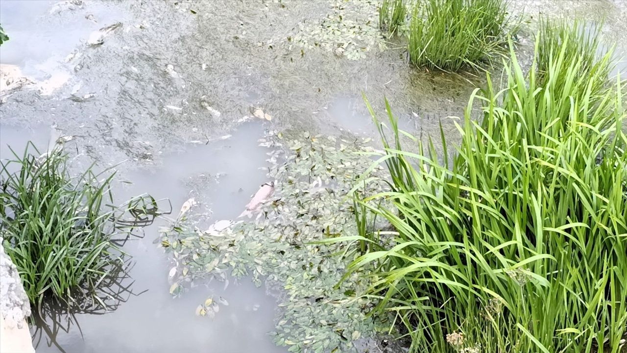 Amasya'da Yeşilırmak Nehri'nde Balık Ölümleri Tespit Edildi