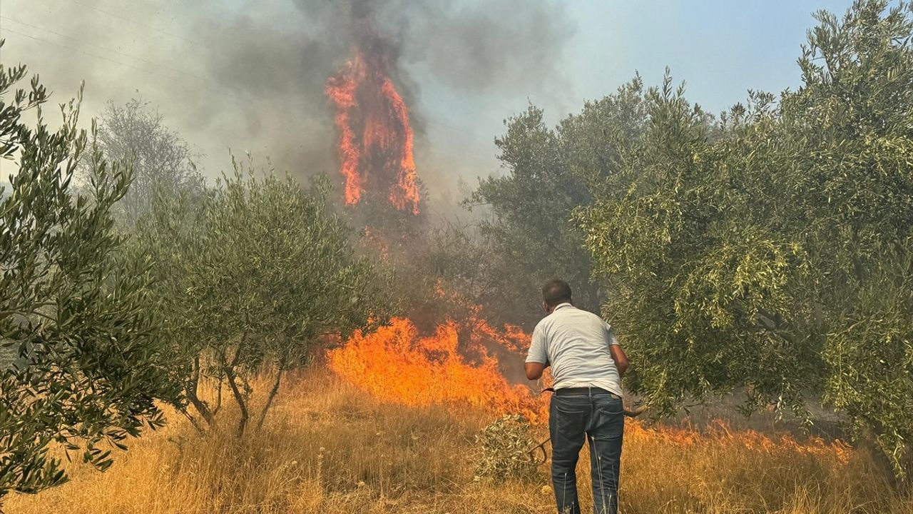 Aydın Germencik'te Zeytinlik ve Ormanlık Alanı Saran Yangınla Mücadele Devam Ediyor