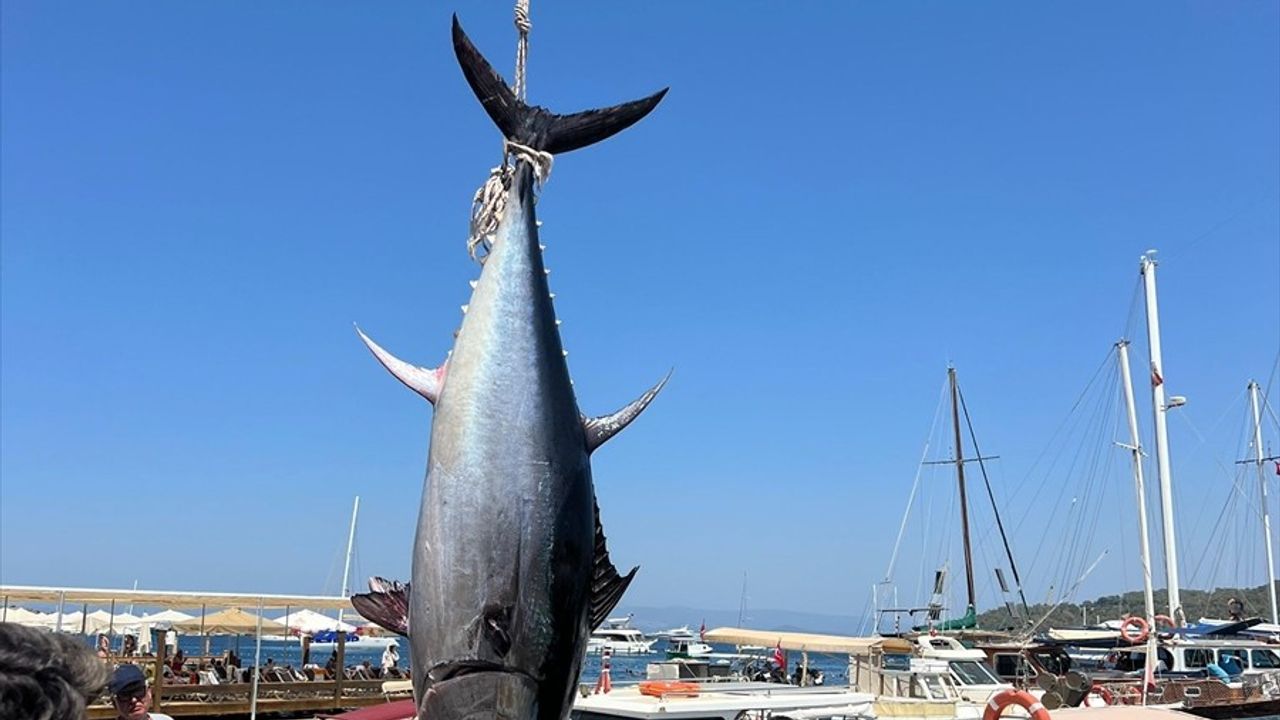 Bodrum'da 2.5 Metrelik Orkinos Heyecanı