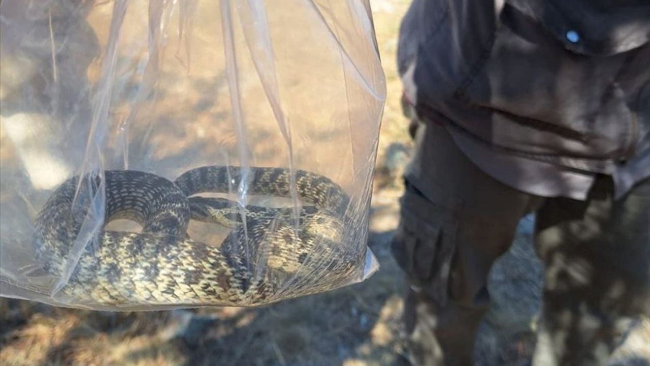 Çorum'da Arkeolojik Kazıda Yılan Kurtarıldı