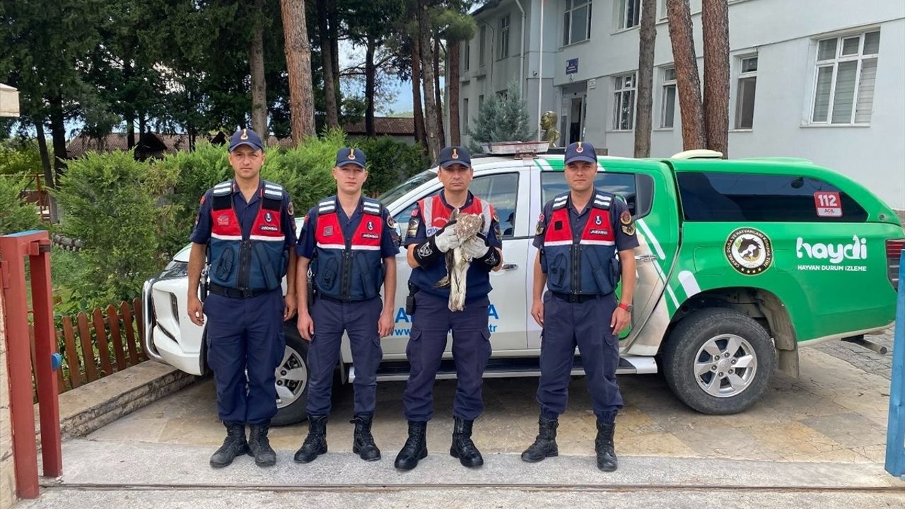 Çorum'da Yaralı Kartal Koruma Altına Alındı