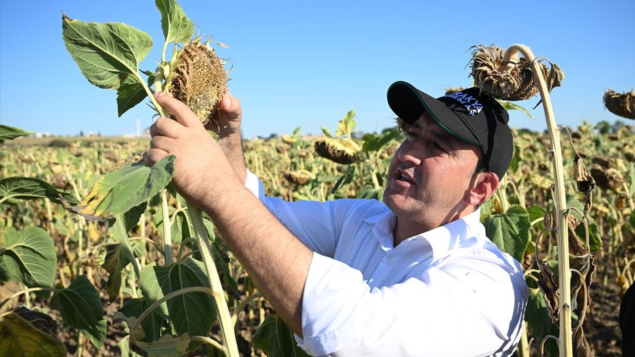 Edirne'de Yerli Hibrit Ayçiçeği Hasadı Gerçekleştirildi