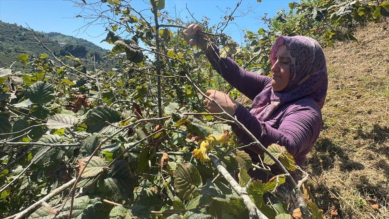 Giresun'da Fındık Hasadı Başladı