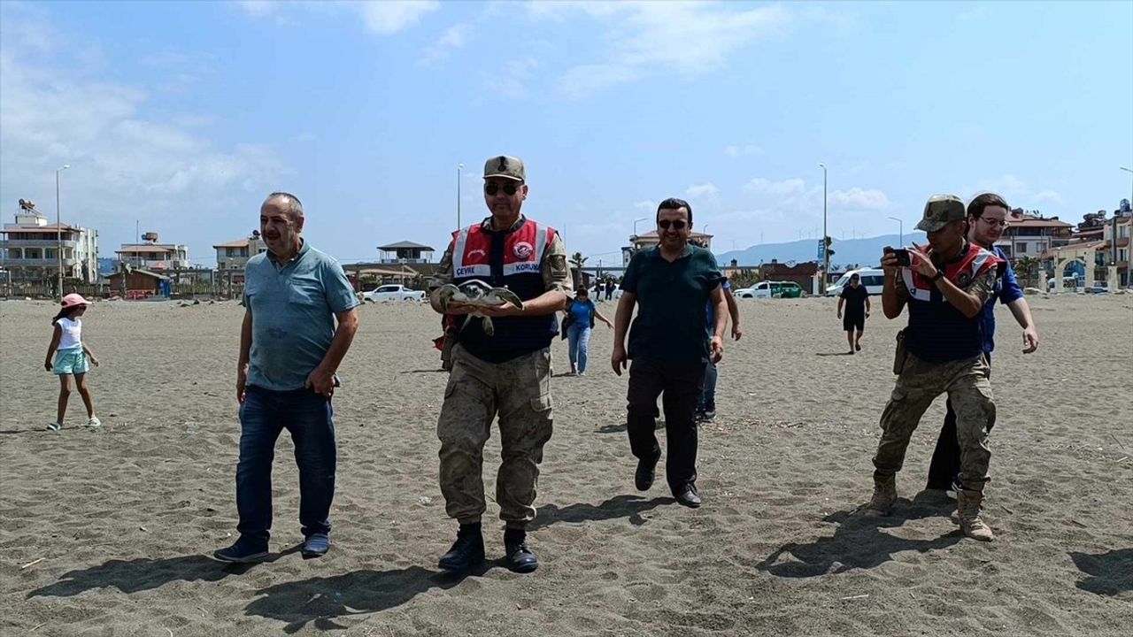 Hatay'da 5 Kaplumbağa Doğaya Salındı