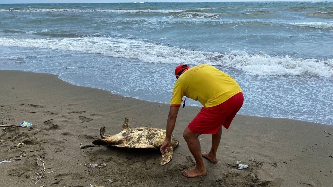 Hatay'da Yaralı Caretta Caretta Tedavi Altına Alındı