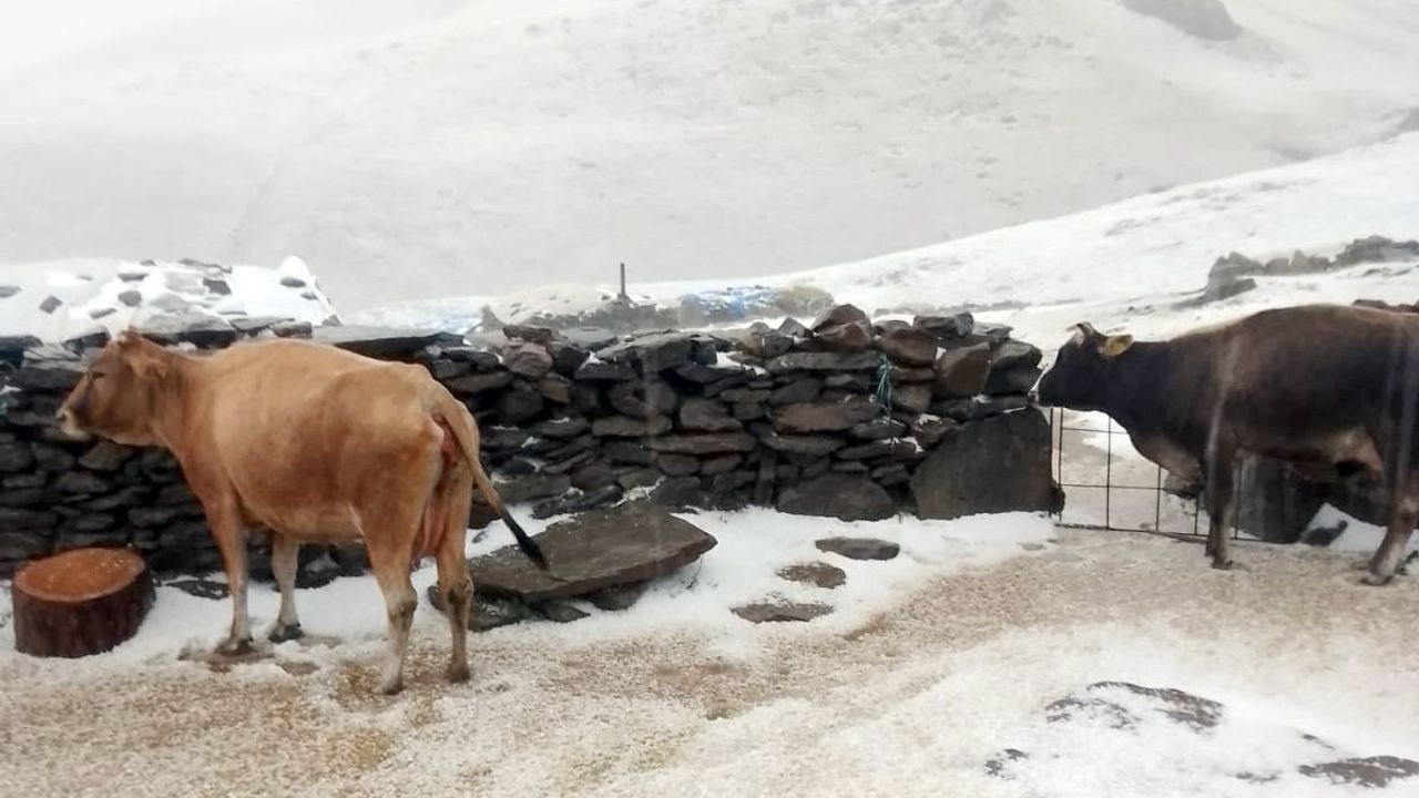 Kars'ın Tuygun Yaylası Dolu ve Karla Kaplandı