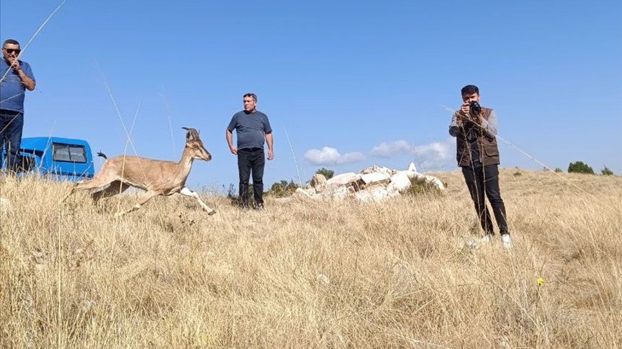 Kazankaya Kanyonu'na Yeni Dağ Keçileri Salındı