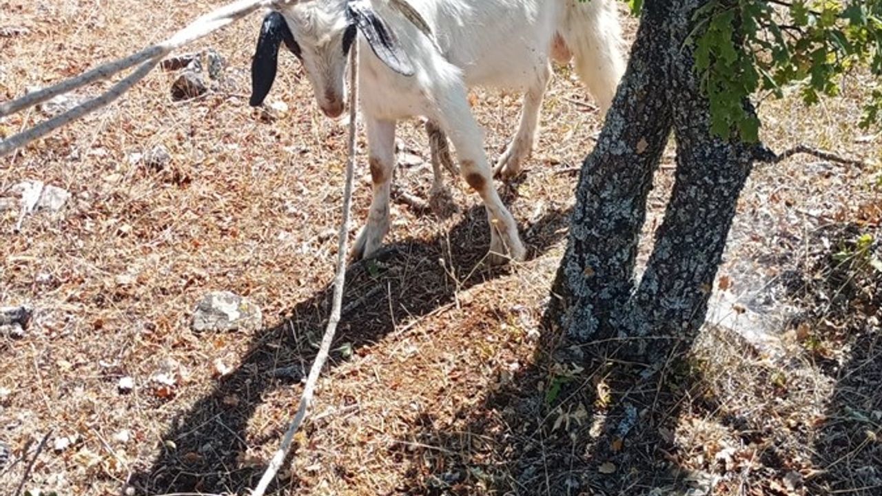 Kırklareli'nde AFAD, Mağarada Mahsur Kalan Keçiyi Kurtardı