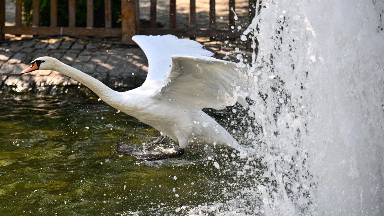 Kuğulu Park'ta Kavga Eden Kuğular Tel Örgü ile Ayrıldı