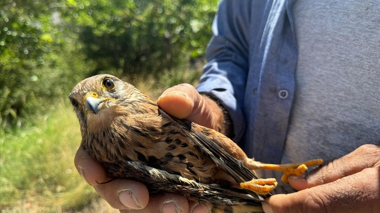 Malatya'da Yaralı Şahin Koruma Altına Alındı