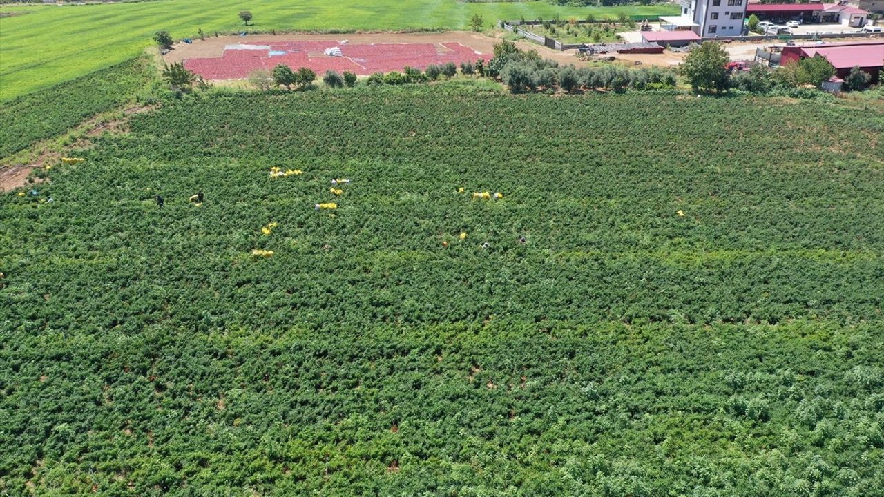 Maraş Biberinin Hasadı Başladı: Tarımsal Destek ile Üretim Artışı