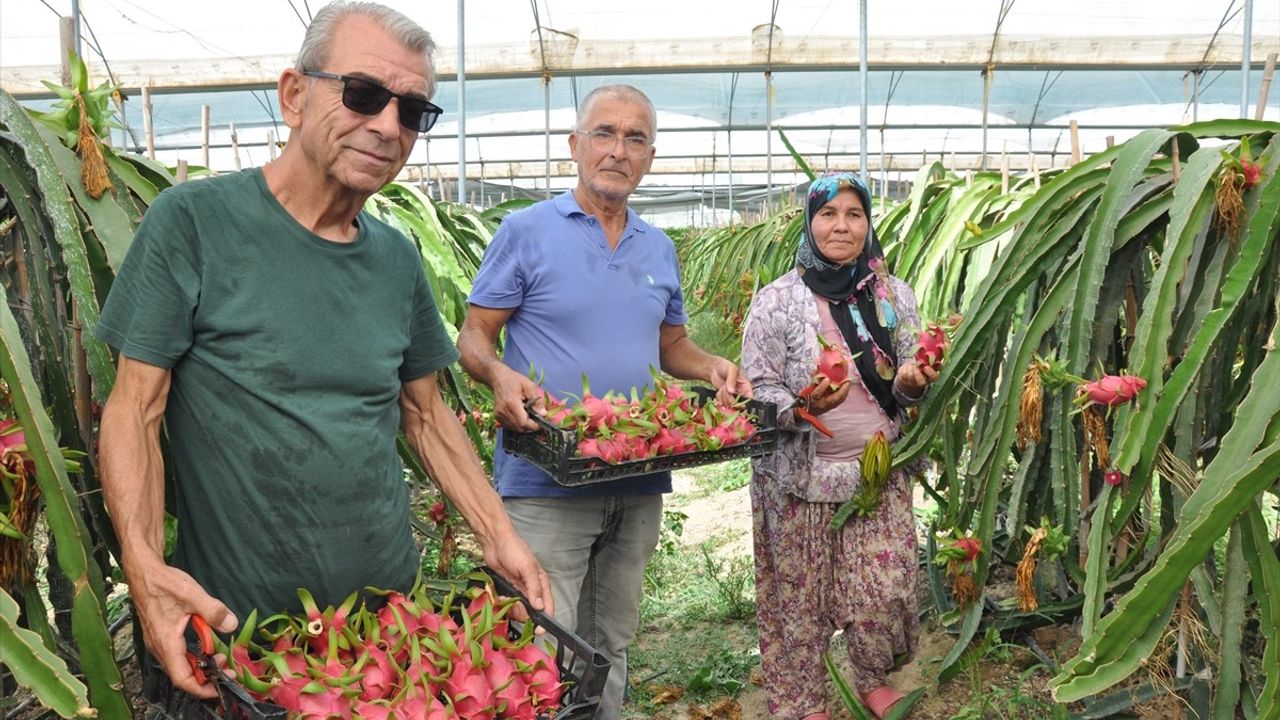 Mersin'de Ejder Meyvesi Hasadı Başladı