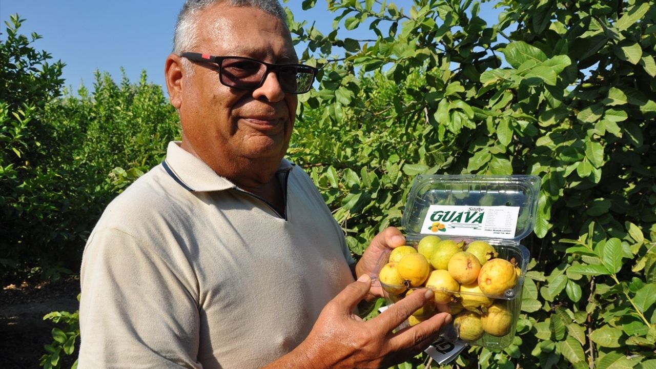 Mersin'de Guava Hasadı Başladı