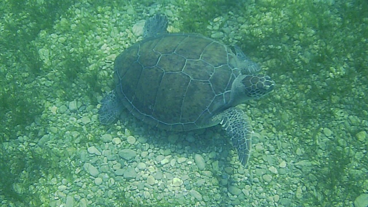 Muğla'da Deniz Kaplumbağaları Yeniden Görüntülendi