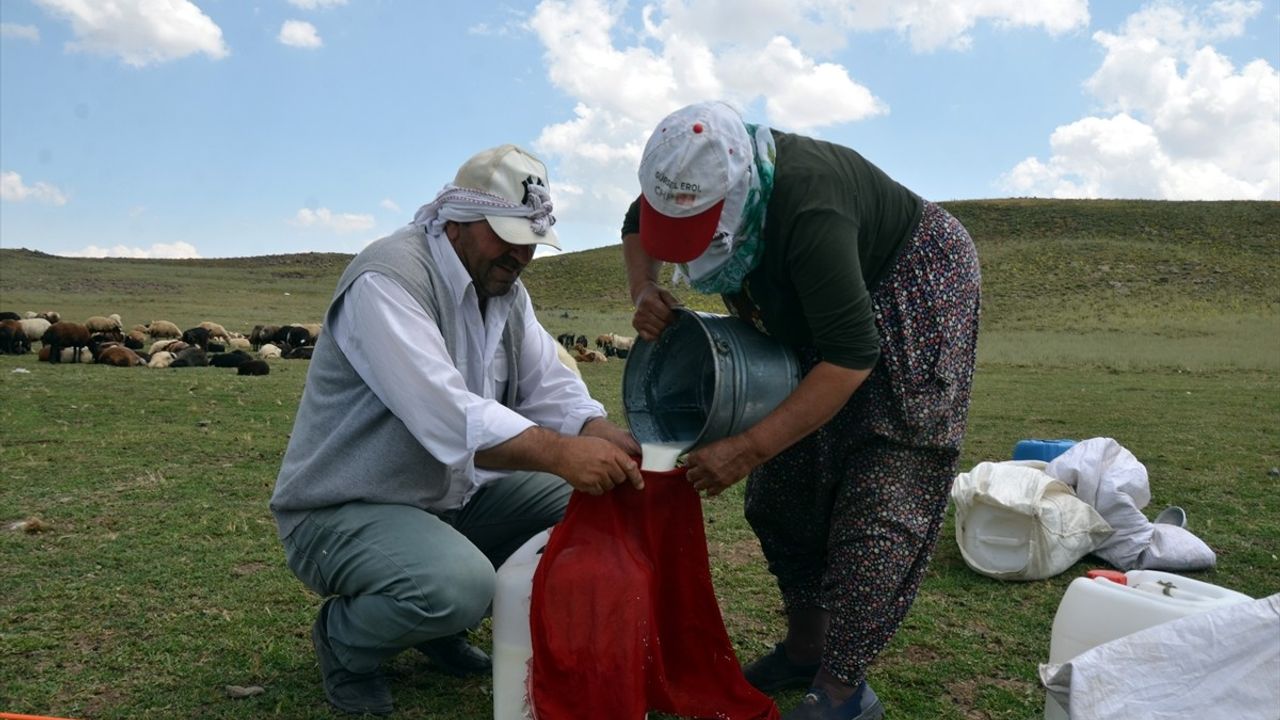 Muş'ta Berivanların Zorlu Yayla Yolculuğu