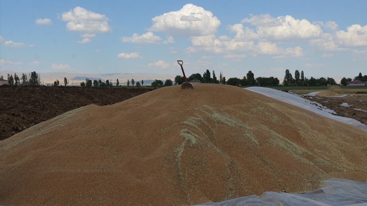 Muş'ta Buğday ve Arpa Hasadı Sevinci