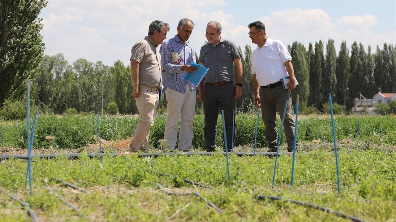 Niğde'de Yeni Yüksek Verimli Yonca Çeşidi Geliştirildi