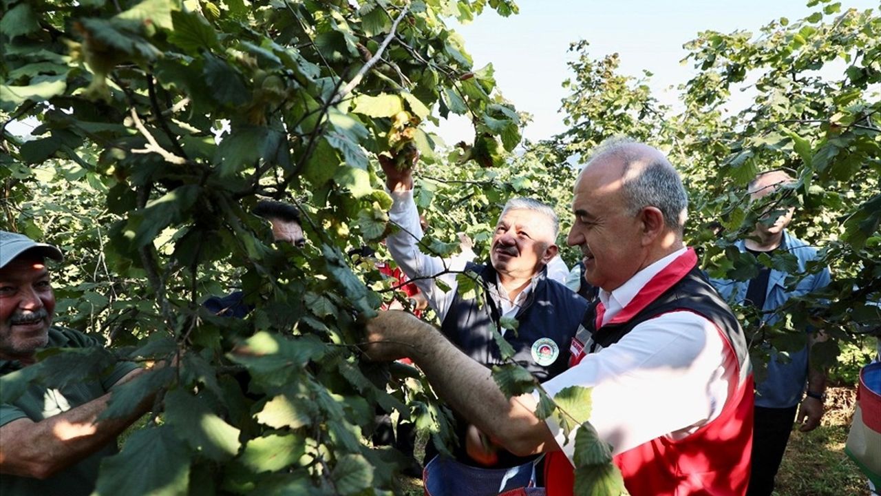 Ordu'da Fındık Hasadı Başladı