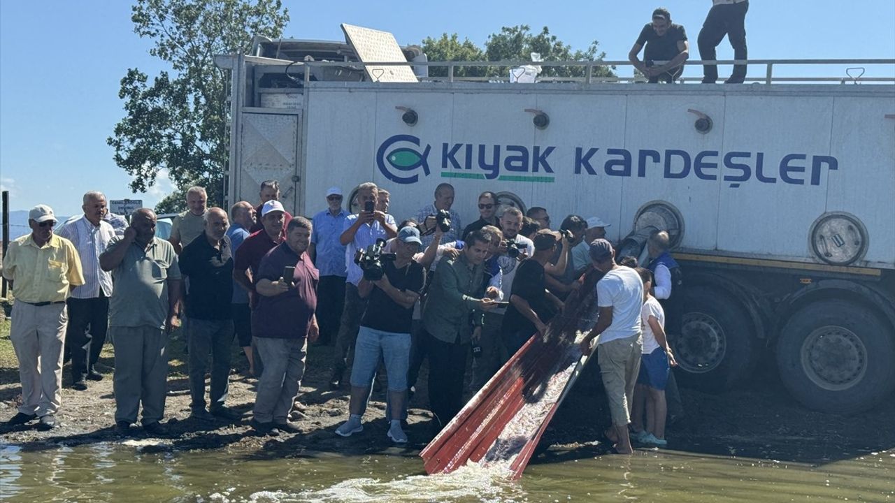 Samsun'da 3 Milyon Sazan Yavrusu Suya Bırakıldı