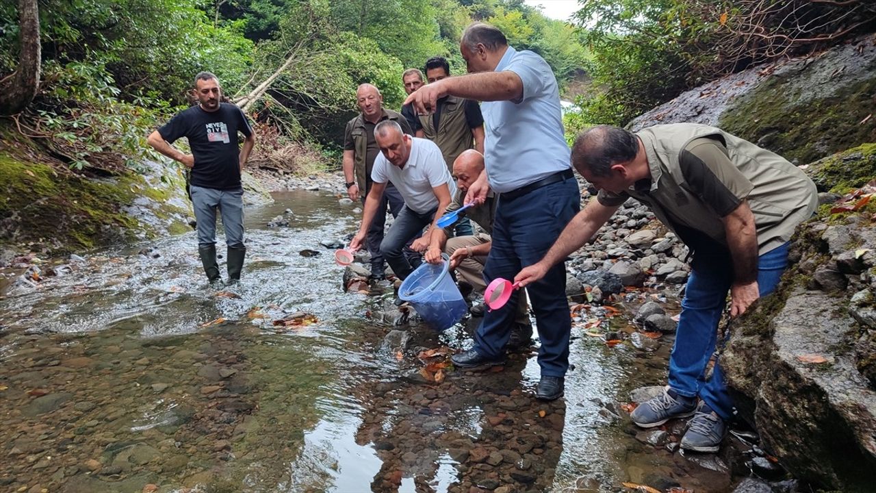 Samsun'da 5 Bin Kırmızı Benekli Alabalık Yavrusu Doğaya Salındı