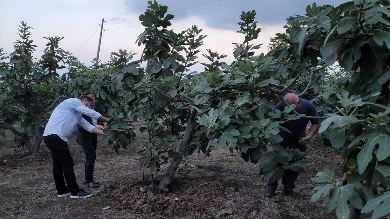 Samsun'da Mor Patlıcan İnciri Hasadı Başladı