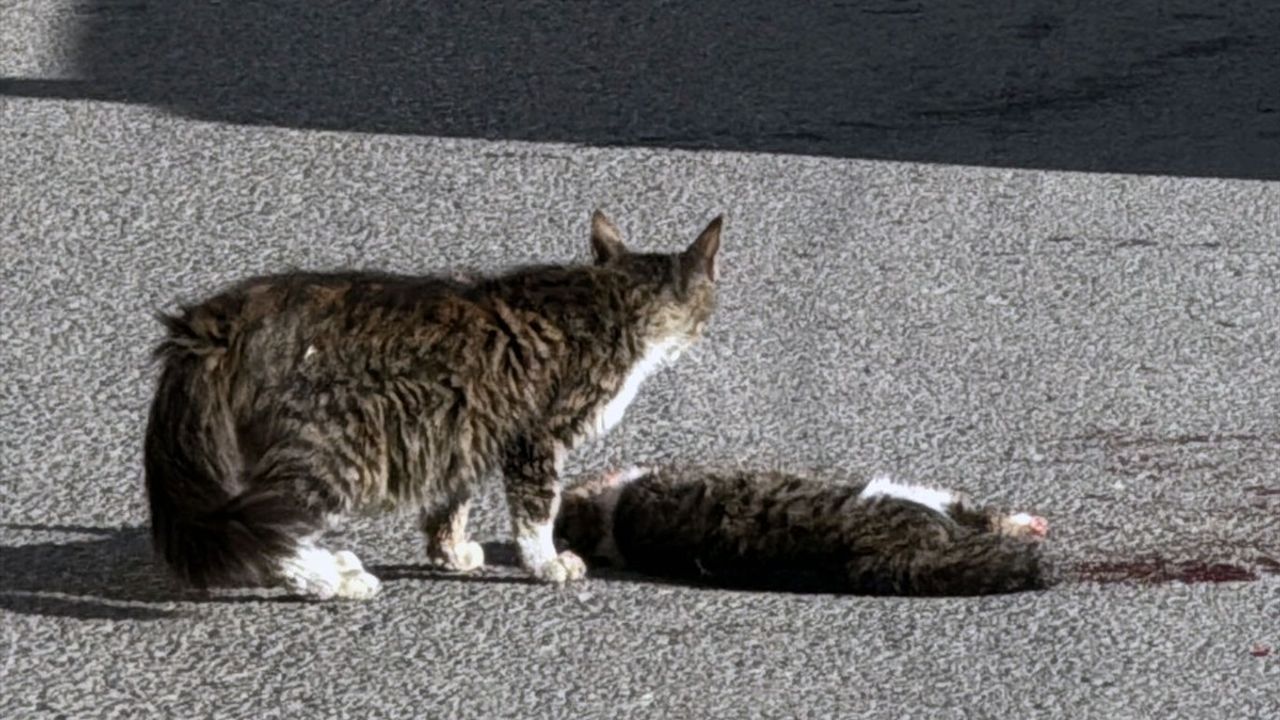 Sivas'ta Duygusal Anlar: Sahipsiz Kedi Yavrusu Arkadaşını Bekledi