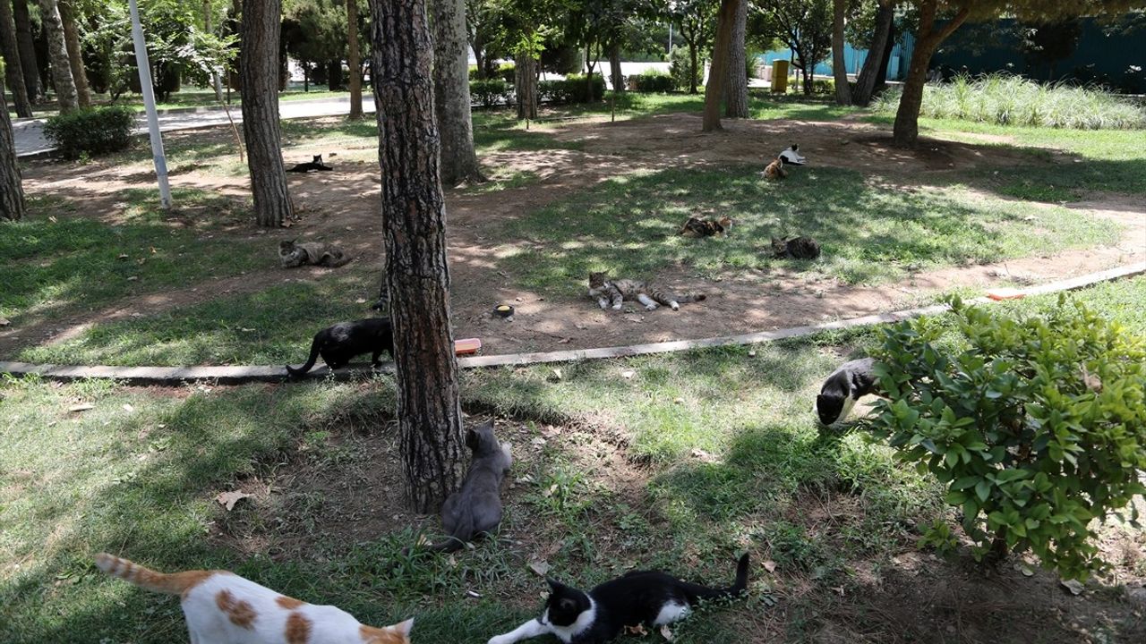 Tahran'ın Kalbinde Kedileriyle Ünlü Lale Parkı