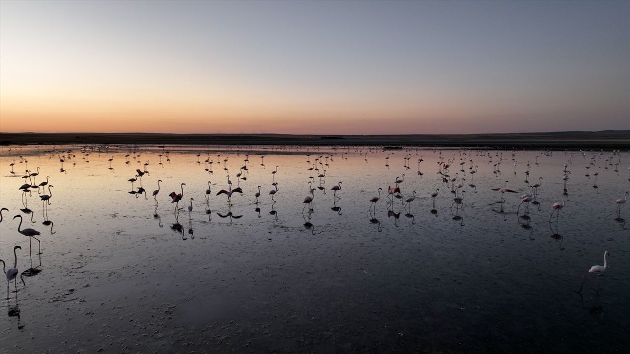 Tuz Gölü'nde Flamingo Yavruları Korunuyor