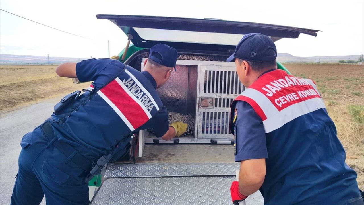 Yaralı Bal Porsuğu Kırıkkale'de Tedavi Ediliyor