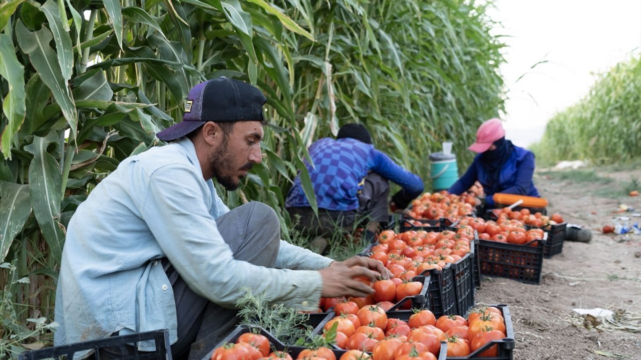 Yezidilerin Zorlu Yaşam Mücadelesi: Sincar'a Dönüş Umudu