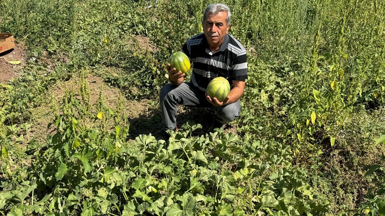 Yozgat'ta Coğrafi İşaretli Bağrıbütün Kavunu Hasadı Başladı