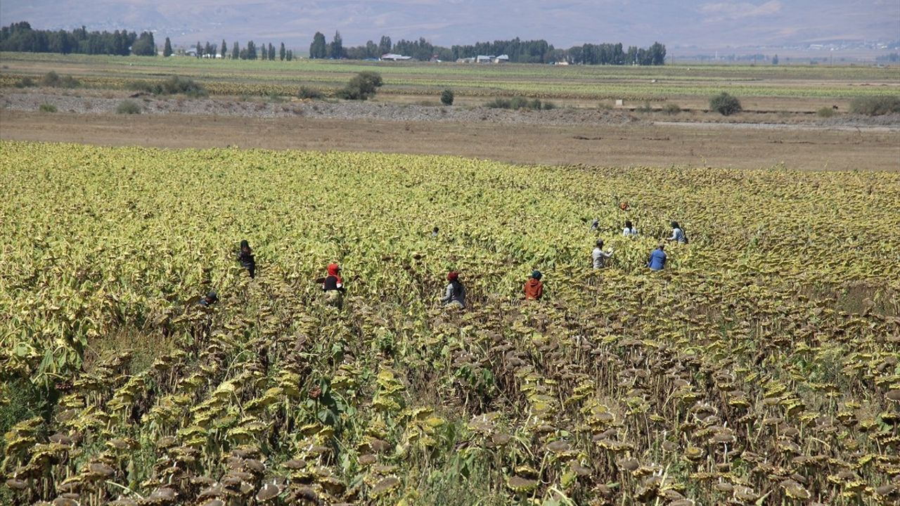 Ağrı’nın Ayçiçeği Hasat Sezonu Başladı