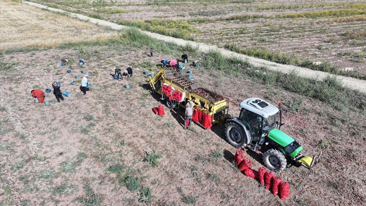 Alaca Mor Soğanı'nda Hasat Dönemi Başladı