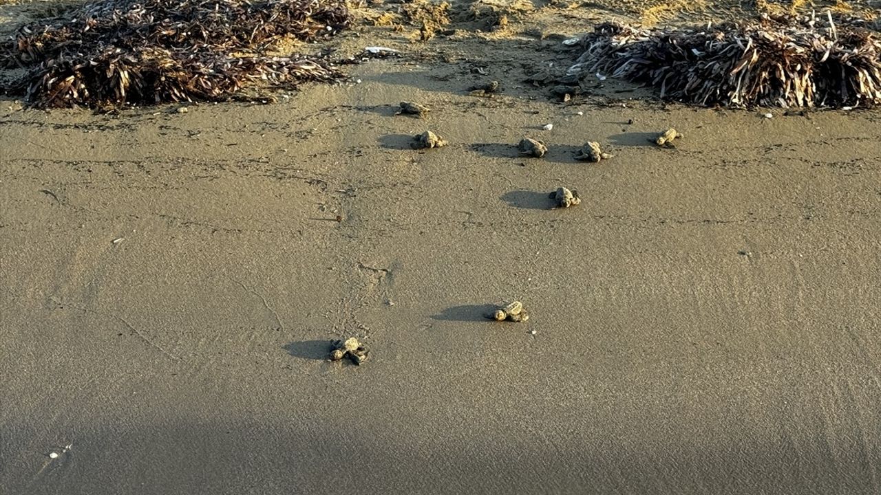 Antalya'da Caretta Caretta Yavrularının Denizle Buluşma Anları