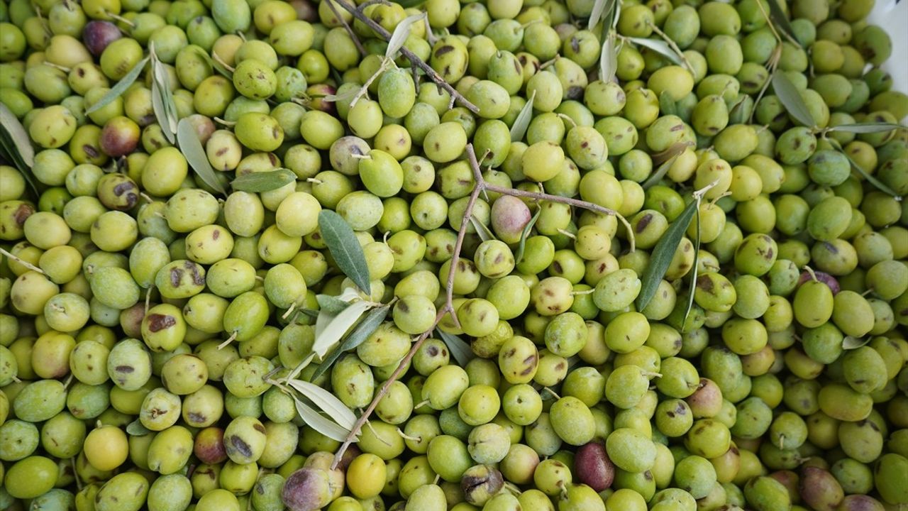 Ayvalık'ta Zeytin Hasadı Başladı, Rekor Üretim Bekleniyor