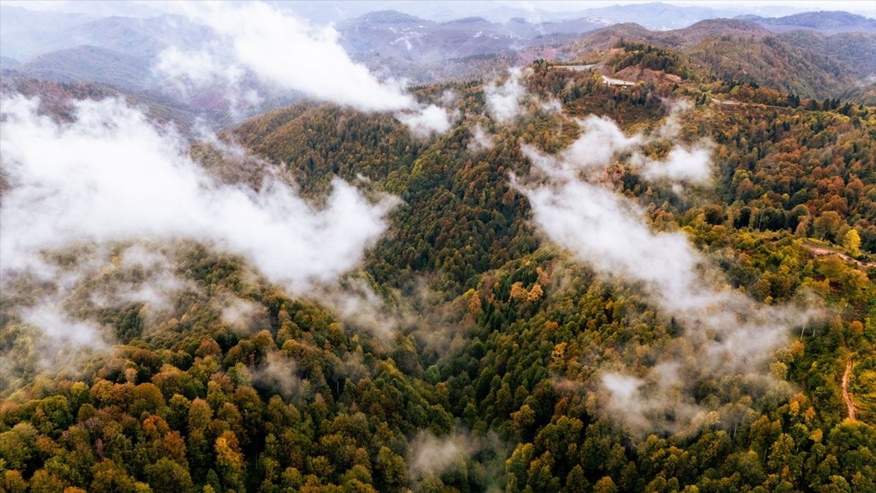 Çam Dağı'nda Sonbahar Güzellikleri