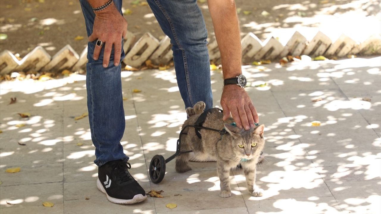 Denizli'de Hayvansever Esnafın Felçli Kedisine Ürettiği Yürüteç