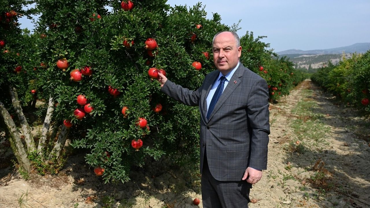 Denizli'de Nar İhracatı Sezonu Açıldı