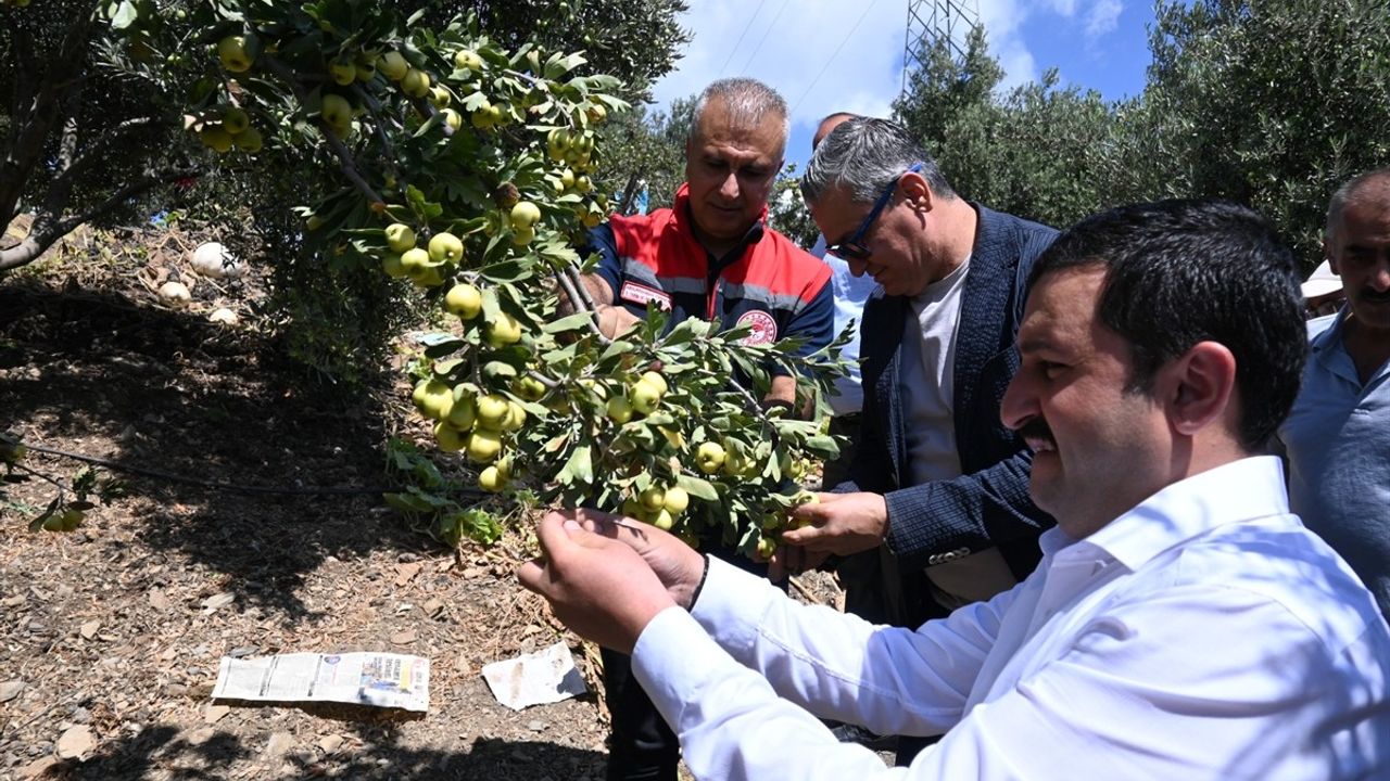 Hatay'da Alıç Hasadı Başladı: Bereketli Sezon Beklentisi