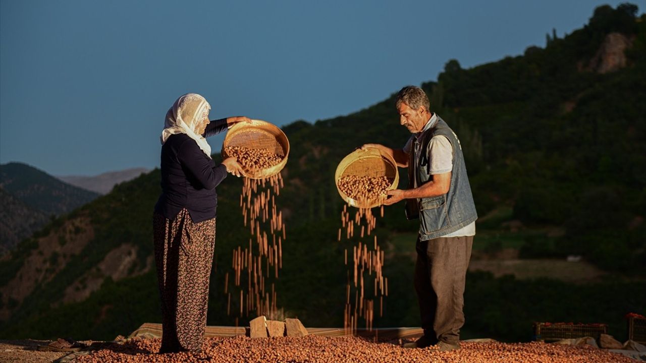 Hizan'da Zorlu Fındık Hasadı Süreci