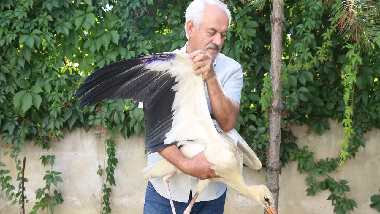 Kahramanmaraş'ta Yaralı Leylek Yavrusu Kurtarıldı