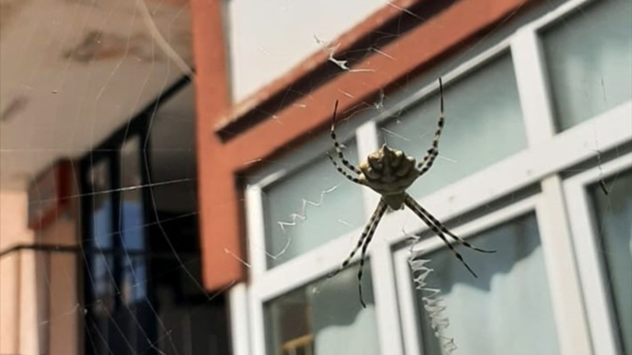 Karabük'te Zehirli Argiope Lobata Örümceği Tespit Edildi