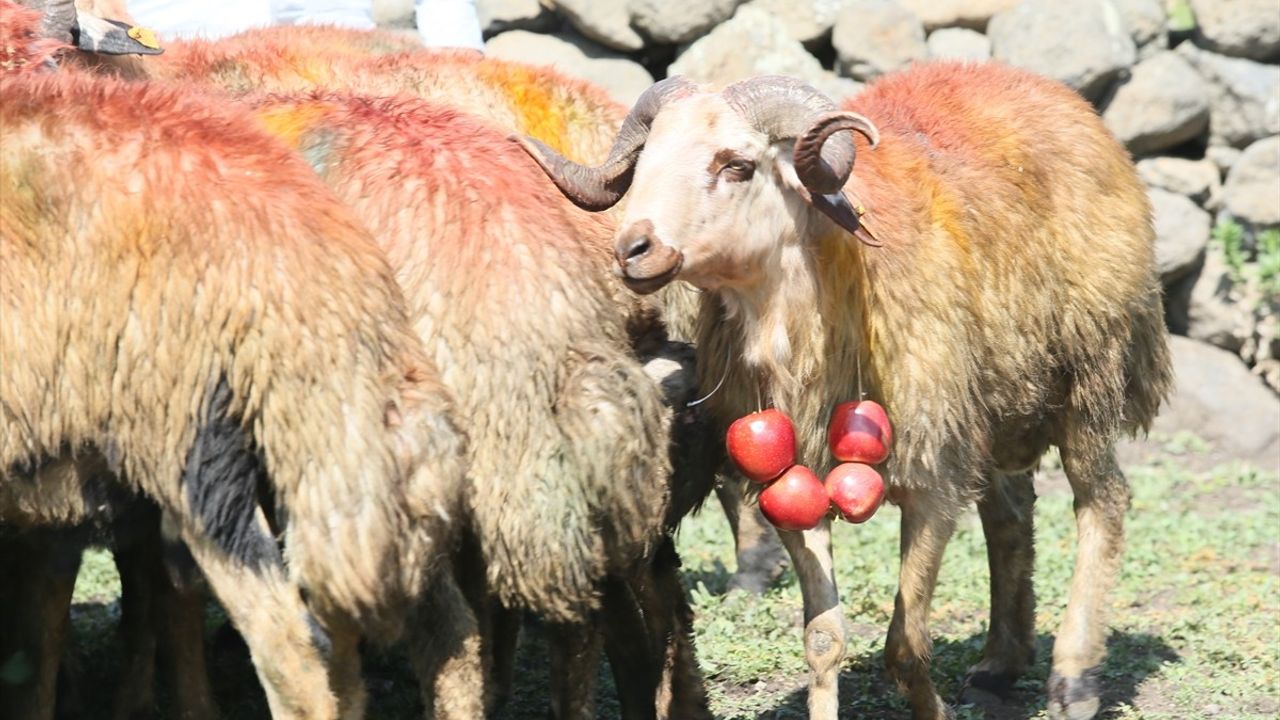 Kars'ta Koç Katım Geleneği Yeniden Canlanıyor